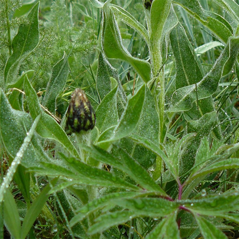Centaurea montana Amethyst in Snow (Foliage)