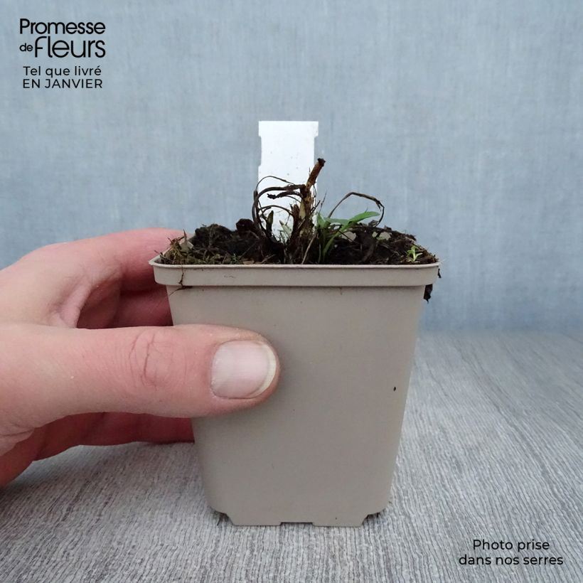 Centaurea atropurpurea 8/9 cm pot sample as delivered in winter