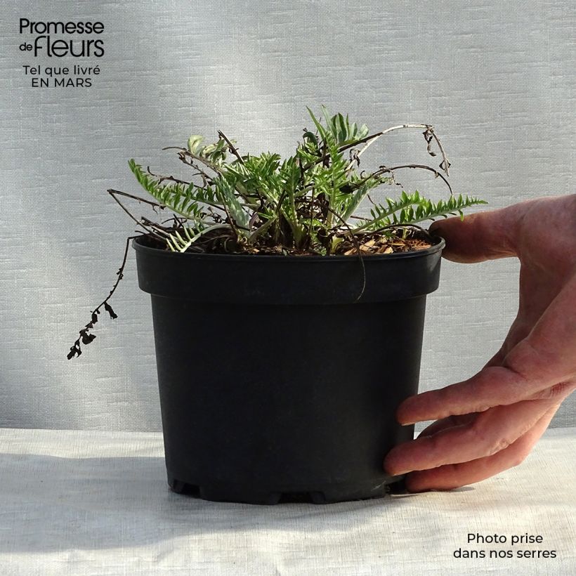 Centaurea atropurpurea 8/9 cm pot sample as delivered in spring