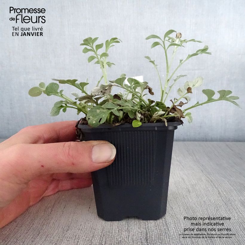 Centaurea bella 8/9 cm pot sample as delivered in winter