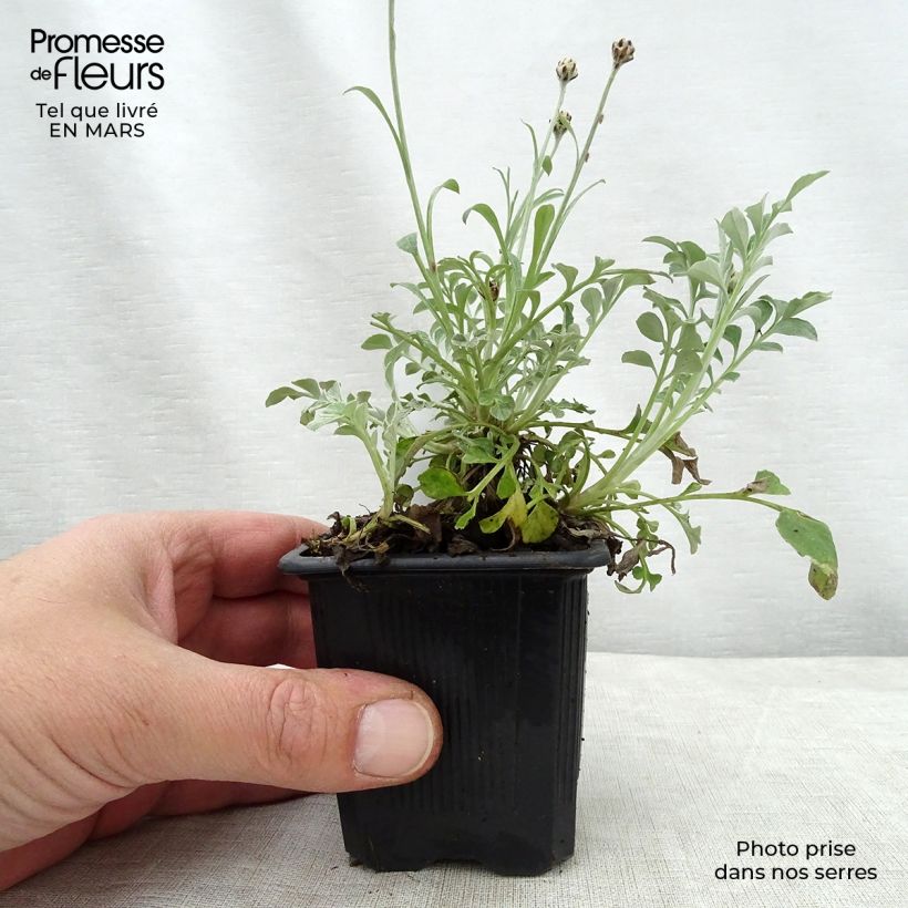 Centaurea bella 8/9 cm pot sample as delivered in spring