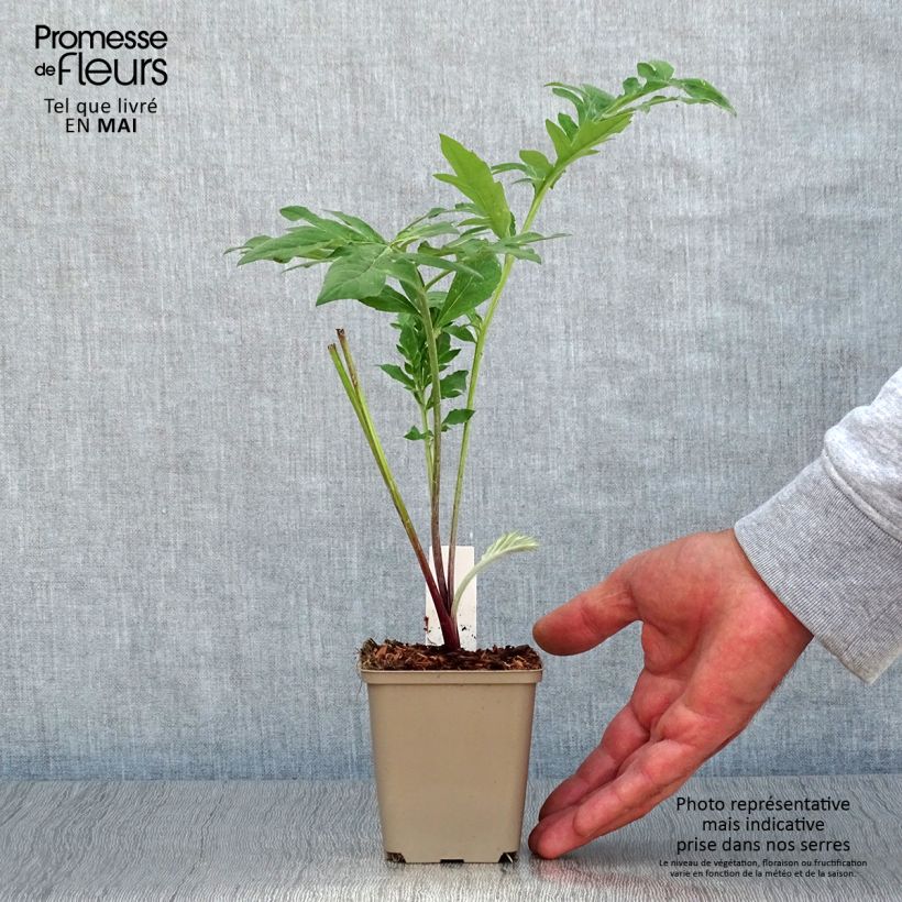 Centaurea dealbata Stenbeergii 8/9 cm pot sample as delivered in spring