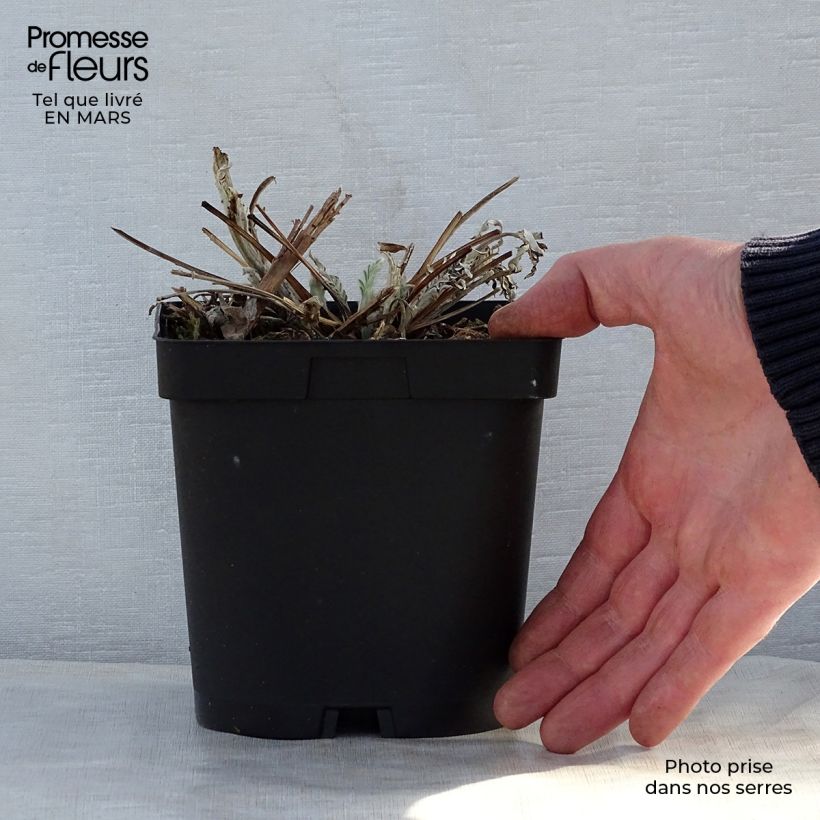 Centaurea dealbata Stenbeergii 2L/3L pot sample as delivered in spring