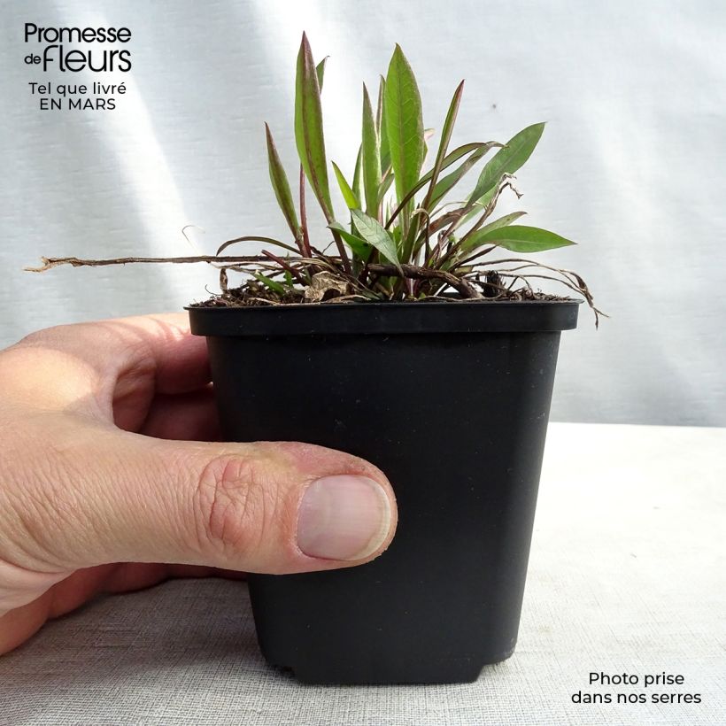 Centaurea jacea 8/9 cm pot sample as delivered in winter