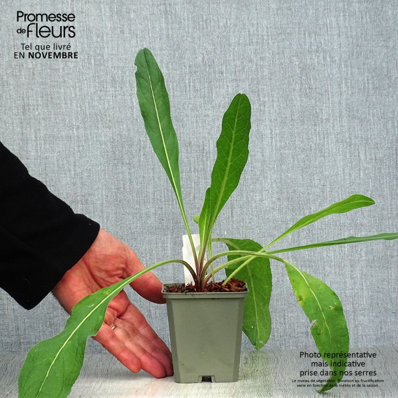 Centaurea macrocephala 8/9 cm pot sample as delivered in autumn