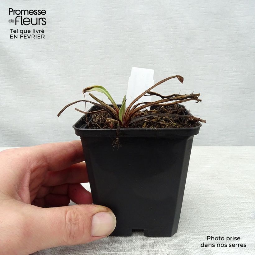 Centaurea macrocephala 8/9 cm pot sample as delivered in winter