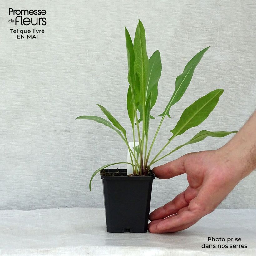 Centaurea macrocephala 8/9 cm pot sample as delivered in spring