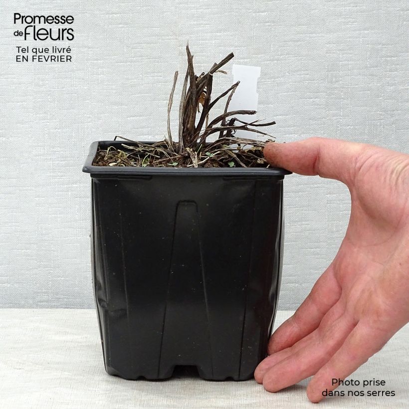 Centaurea macrocephala 2L/3L pot sample as delivered in winter