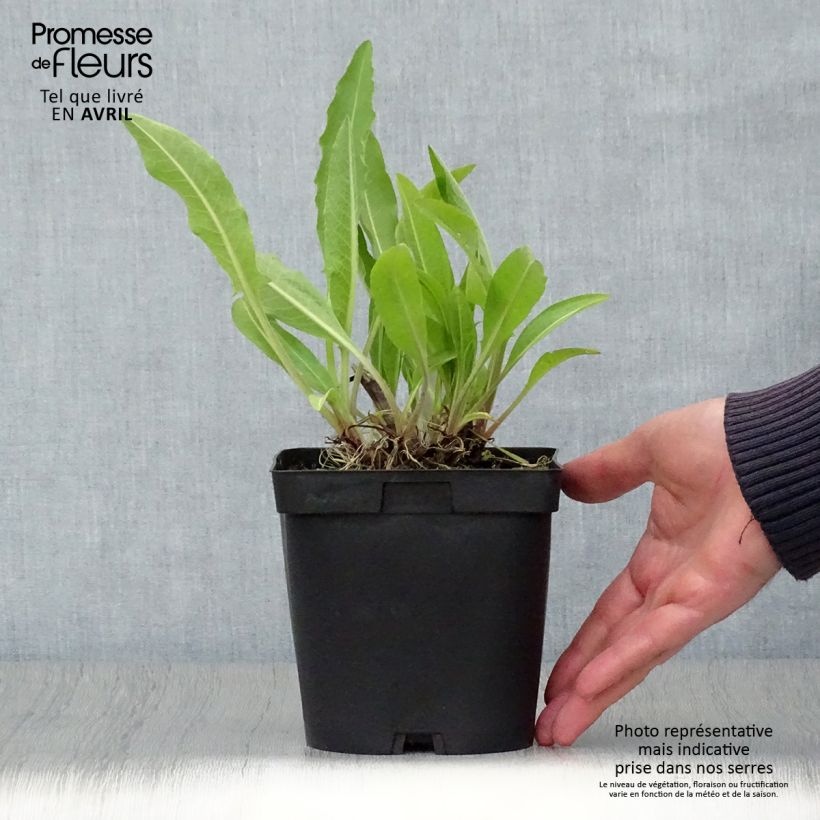 Centaurea macrocephala 2L/3L pot sample as delivered in spring