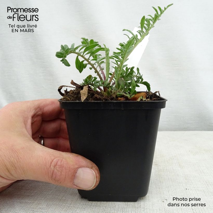 Centaurea orientalis 8/9 cm pot sample as delivered in spring