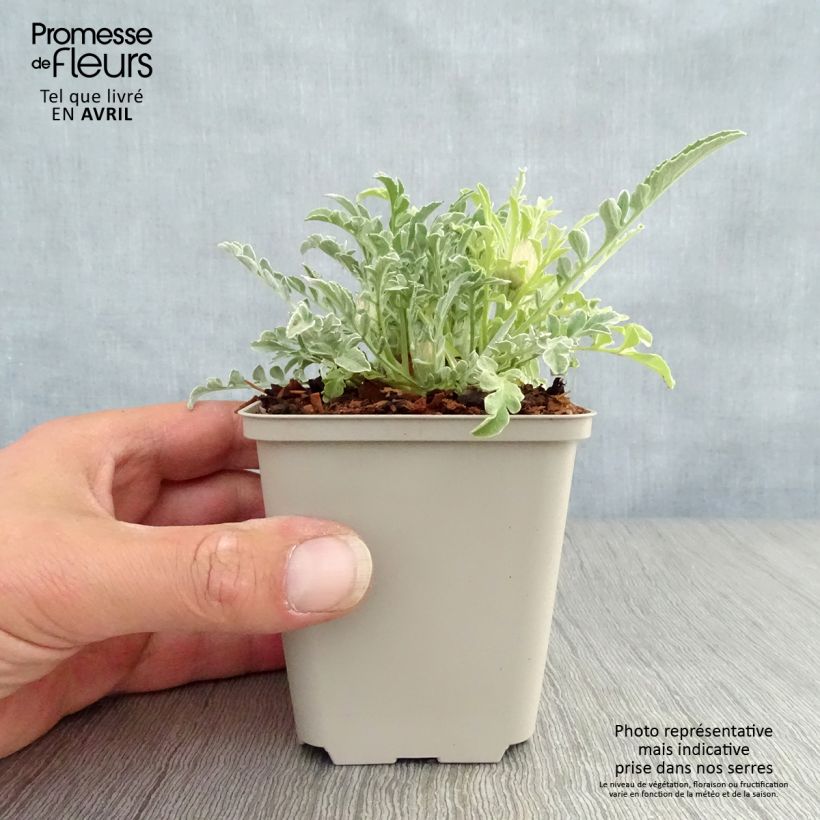 Centaurea pulcherrima 8/9 cm pot sample as delivered in spring