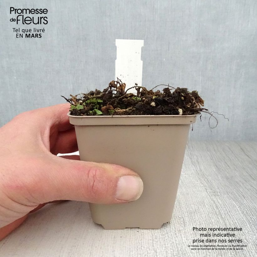 Centaurea ruthenica 8/9 cm pot sample as delivered in spring