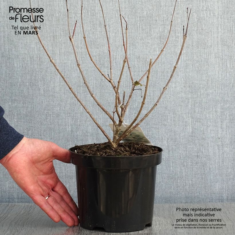 Cephalanthus occidentalis 3L/4L pot sample as delivered in winter