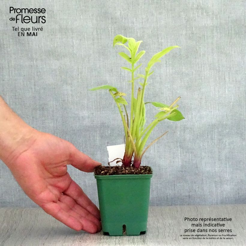 Cephalaria gigantea 8/9 cm pot sample as delivered in spring