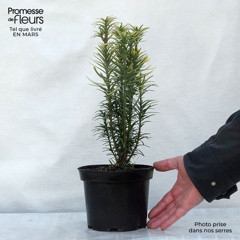 Cephalotaxus harringtonia Korean Gold 2L/3L pot sample as delivered in spring