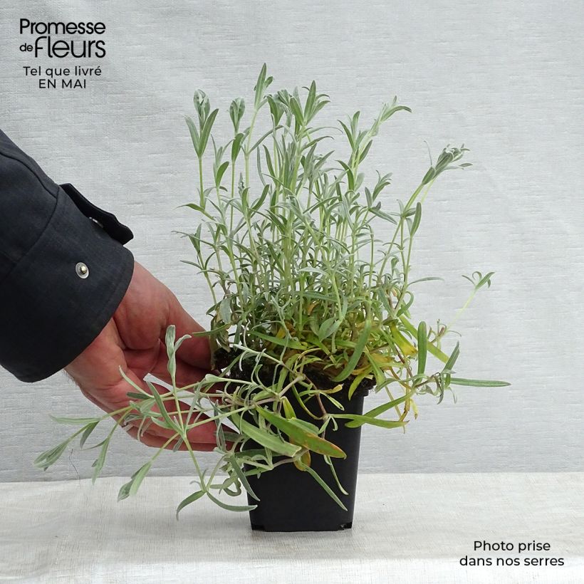 Cerastium biebersteinii 8/9 cm pot sample as delivered in spring