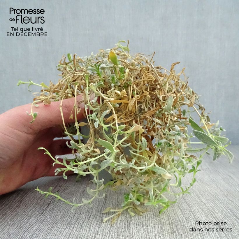 Cerastium biebersteinii 8/9 cm pot sample as delivered in winter