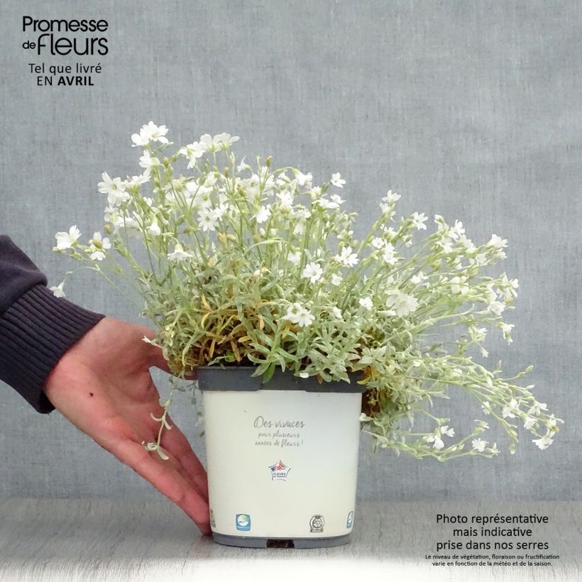 Cerastium tomentosum Yo Yo 2L/3L pot sample as delivered in spring