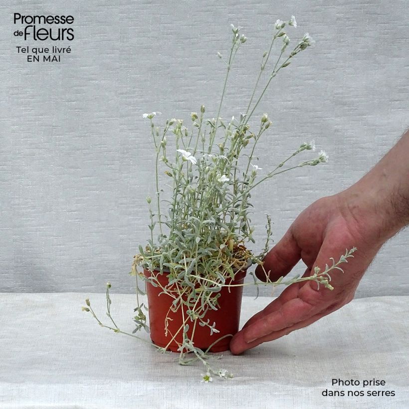 Cerastium tomentosum Yo Yo 8/9 cm pot sample as delivered in spring