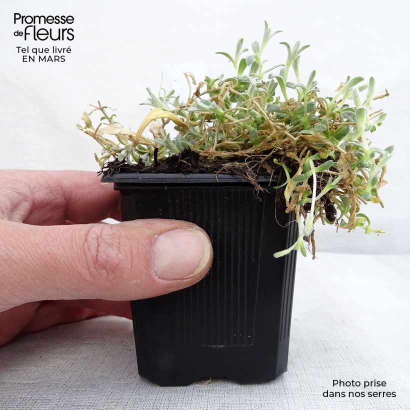 Cerastium tomentosum var. columnae 8/9 cm pot sample as delivered in winter