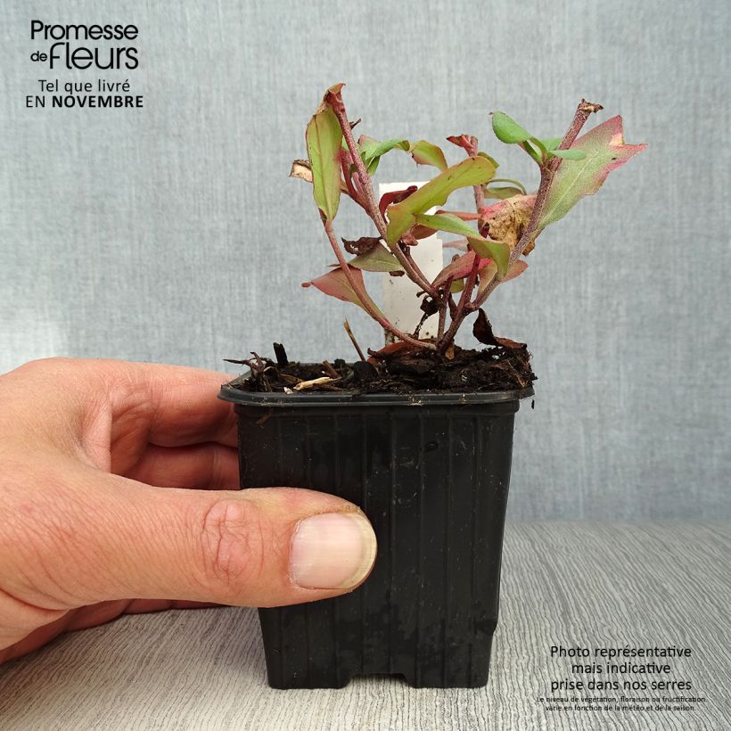 Ceratostigma plumbaginoides 8/9 cm pot sample as delivered in autumn