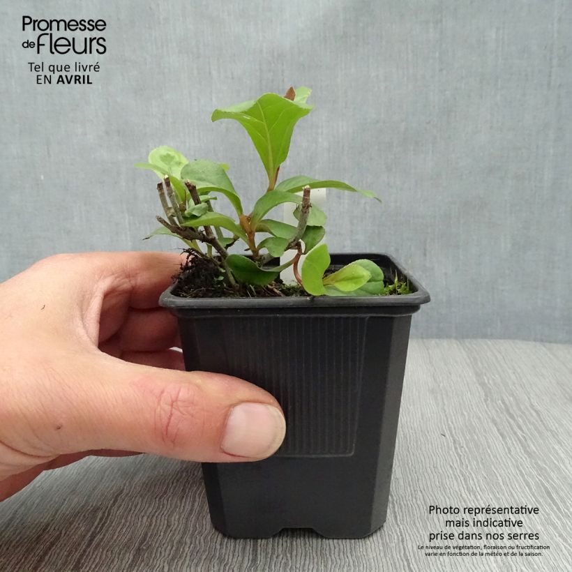 Ceratostigma plumbaginoides 8/9 cm pot sample as delivered in spring