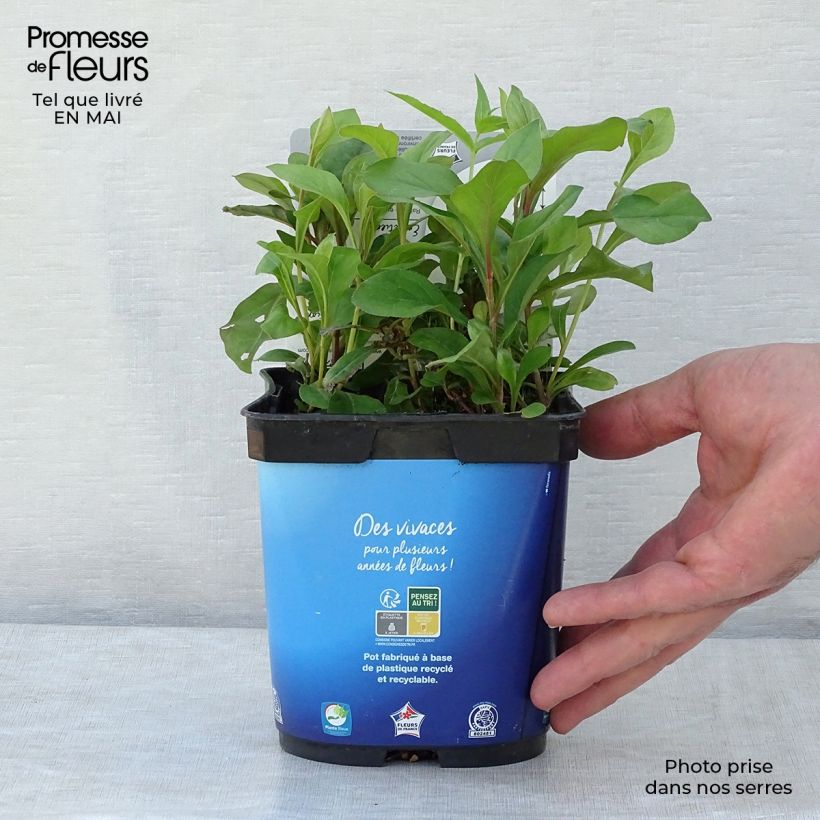 Ceratostigma plumbaginoides 2L/3L pot sample as delivered in spring