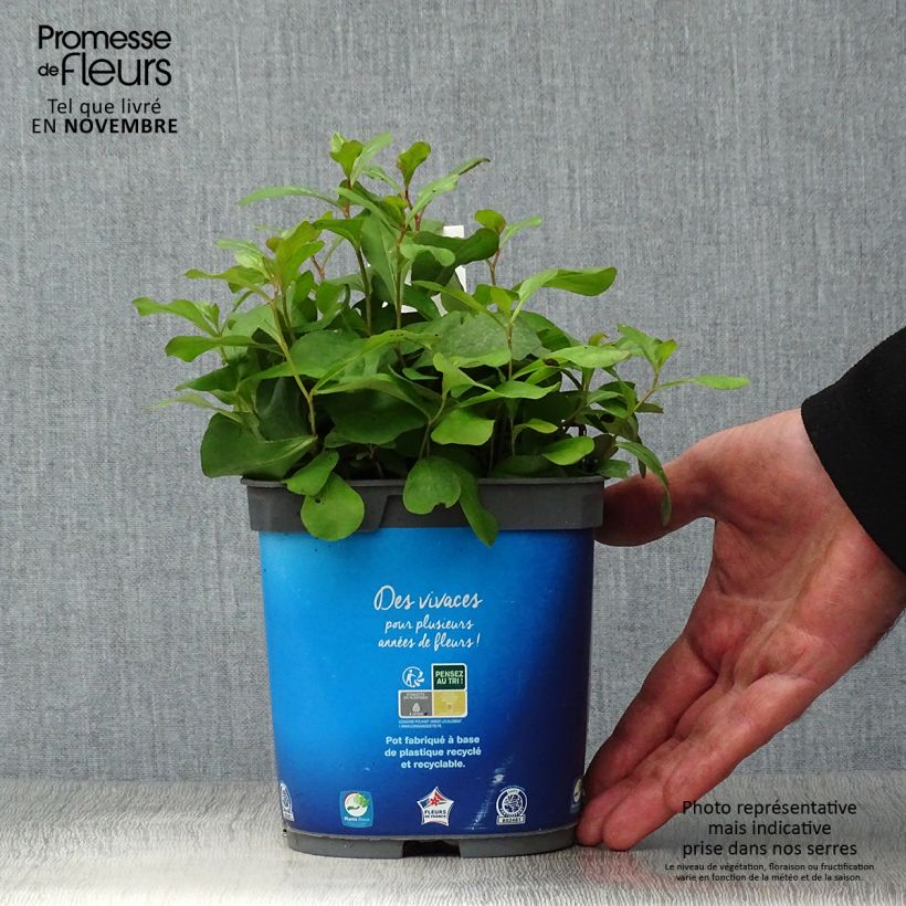 Ceratostigma plumbaginoides 2L/3L pot sample as delivered in autumn
