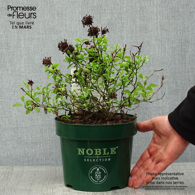 Ceratostigma willmottianum FOREST BLUE 2L/3L pot sample as delivered in spring