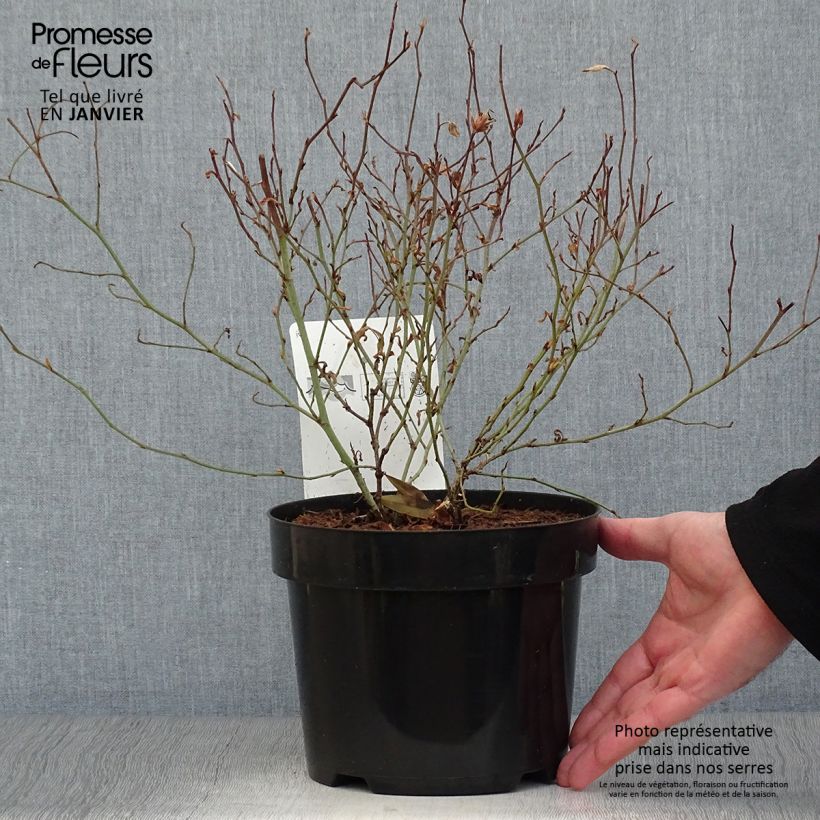 Ceratostigma willmottianum 2L/3L pot sample as delivered in winter