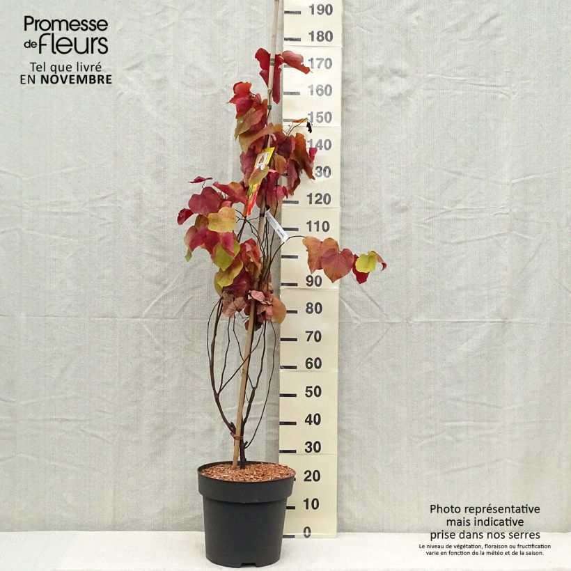 Cercis canadensis Eternal Flame - Eastern Redbud 7.5L/10L pot sample as delivered in autumn
