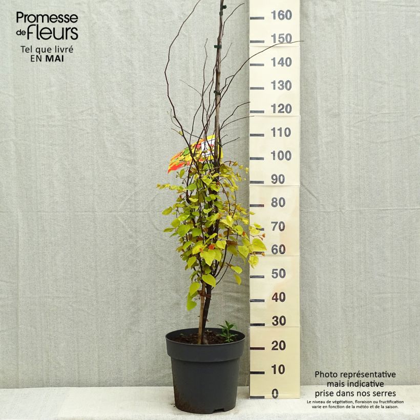 Cercis canadensis Eternal Flame - Eastern Redbud 7.5L/10L pot sample as delivered in spring