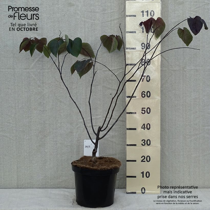 Cercis canadensis Forest Pansy - Eastern Redbud 7.5L/10L pot sample as delivered in autumn