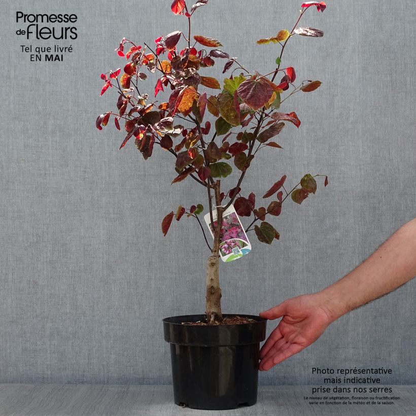 Cercis canadensis Forest Pansy - Eastern Redbud 4L/5L pot sample as delivered in spring