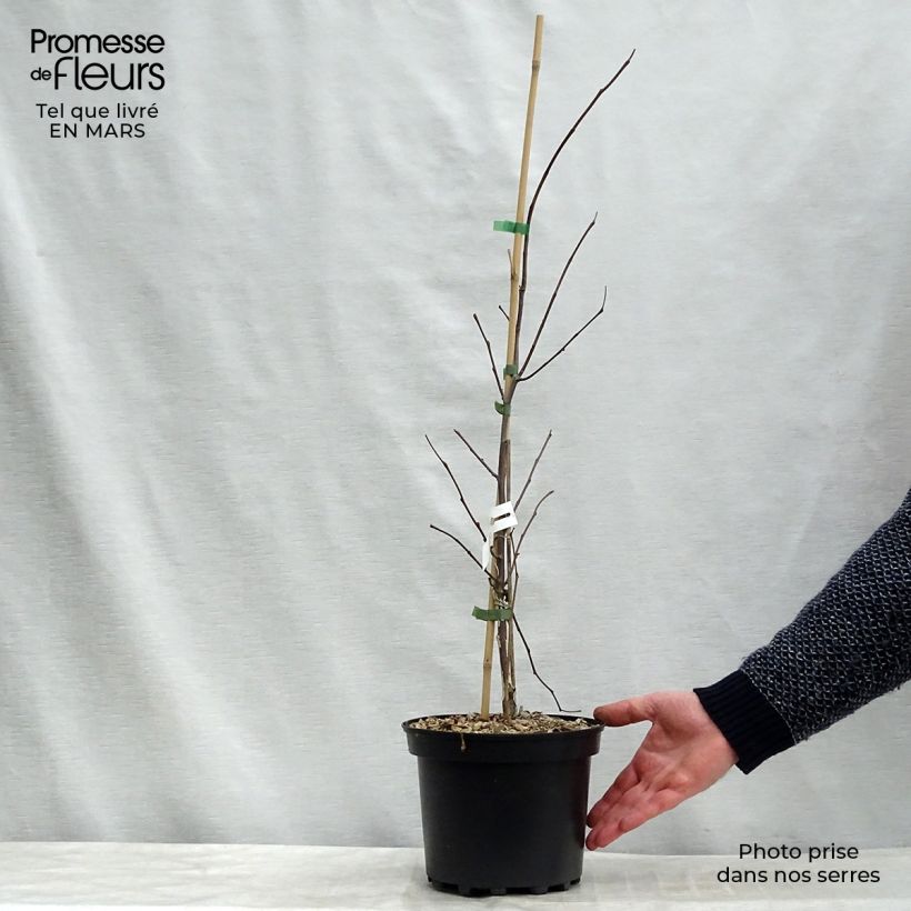 Cercis canadensis Heart of Gold - Eastern Redbud 4L/5L pot sample as delivered in spring