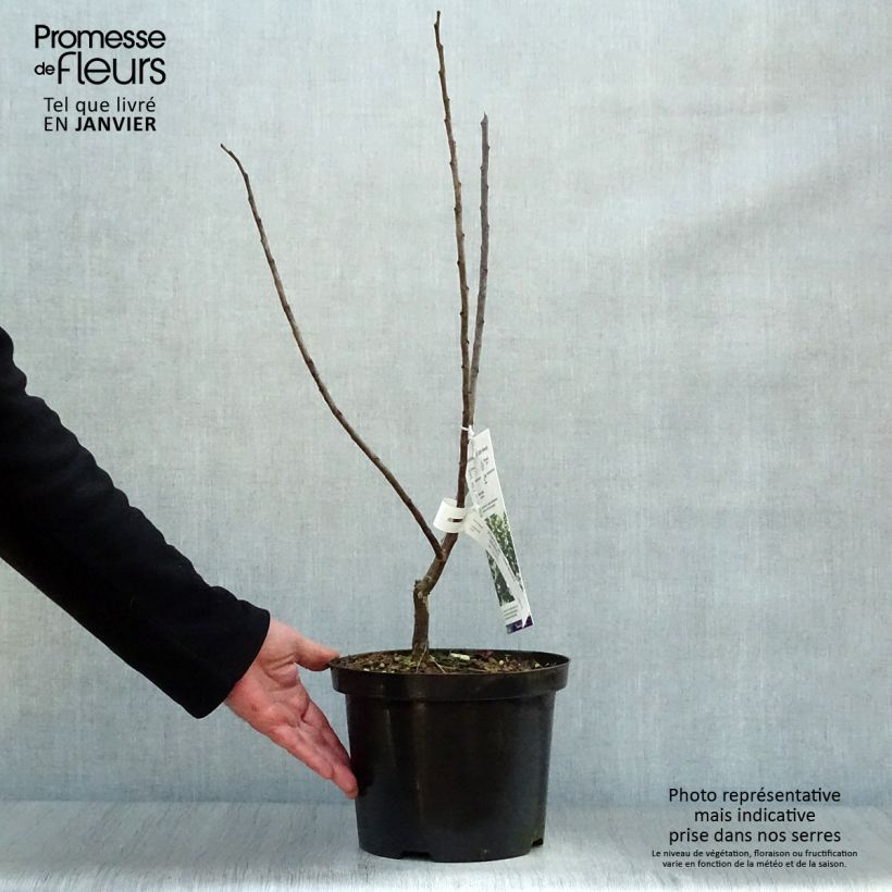 Cercis canadensis Little Woody - Eastern Redbud 3L/4L pot sample as delivered in winter