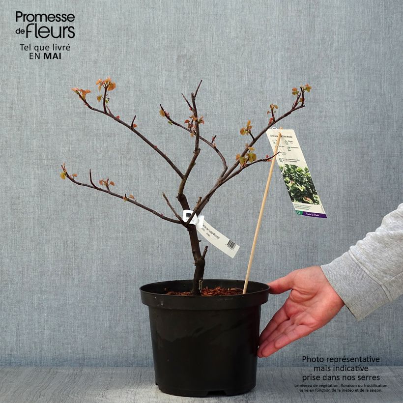 Cercis canadensis Little Woody - Eastern Redbud 3L/4L pot sample as delivered in spring