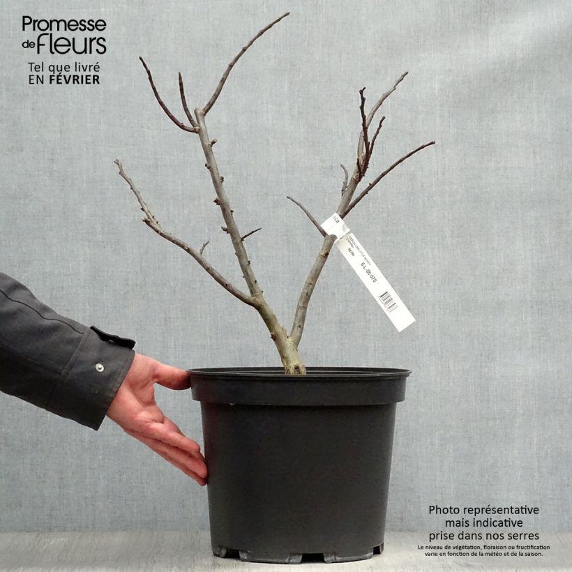 Cercis canadensis Little Woody - Eastern Redbud 6L/7L pot sample as delivered in winter
