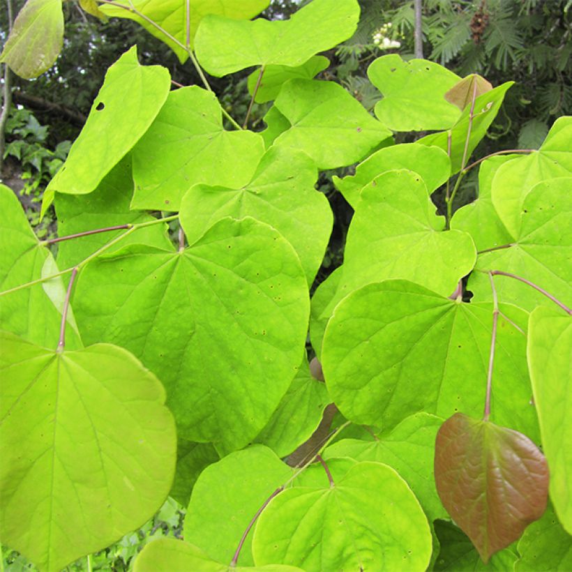 Cercis canadensis Melon Beauty - Eastern Redbud (Foliage)