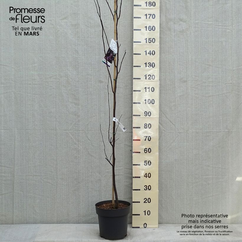 Cercis canadensis var.texensis Merlot - Eastern Redbud 6L/7L pot sample as delivered in winter