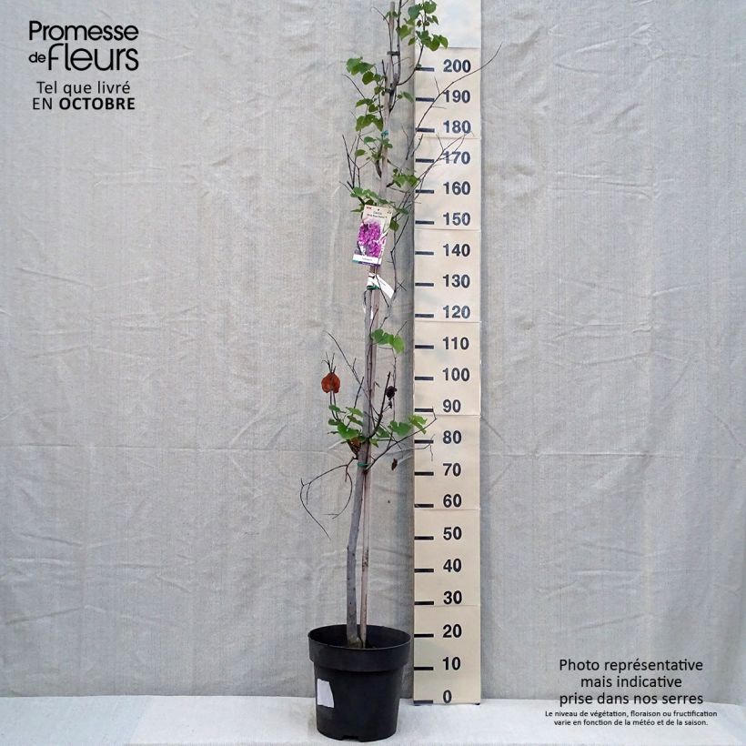 Cercis canadensis Pink Pom Poms - Eastern Redbud 7.5L/10L pot sample as delivered in autumn
