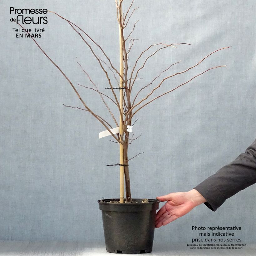 Cercis canadensis The Rising Sun - Eastern Redbud 6L/7L pot sample as delivered in spring