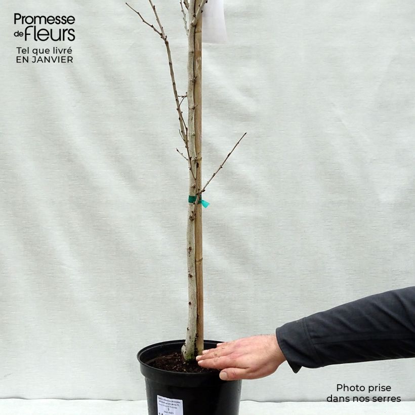 Cercis chinensis Avondale - Chinese Redbud 4L/5L pot sample as delivered in winter