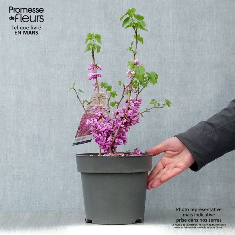 Cercis chinensis Avondale - Chinese Redbud 4L/5L pot sample as delivered in spring