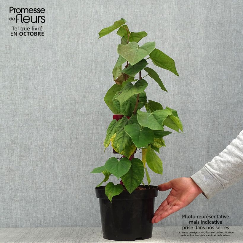 Cercis chinensis Avondale - Chinese Redbud 4L/5L pot sample as delivered in autumn