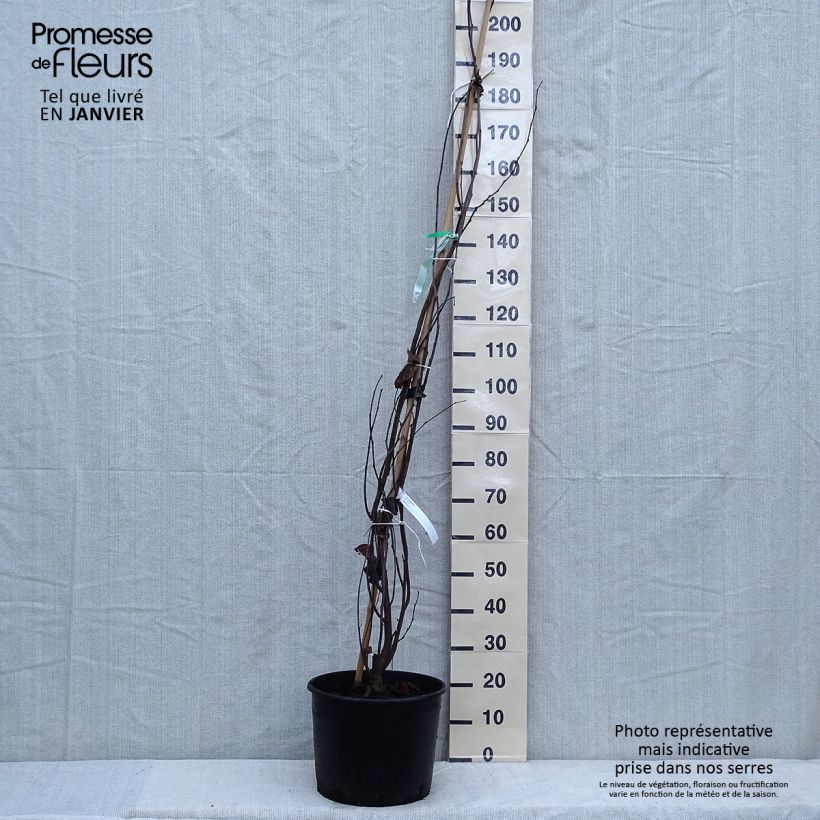 Cercis siliquastrum - Judas Tree 7.5L/10L pot sample as delivered in winter