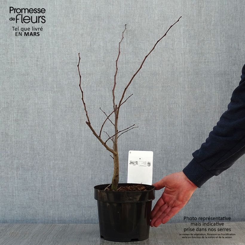 Cercis siliquastrum - Judas Tree 3L/4L pot sample as delivered in winter