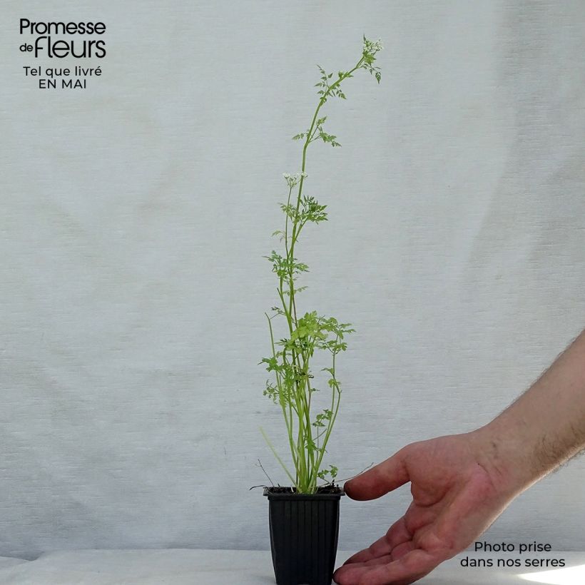 Common chervil in plants - Anthriscus cerefolium 7/8 cm pot sample as delivered in spring