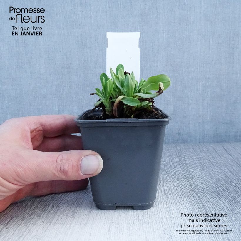 Cerinthe glabra 8/9 cm pot sample as delivered in winter