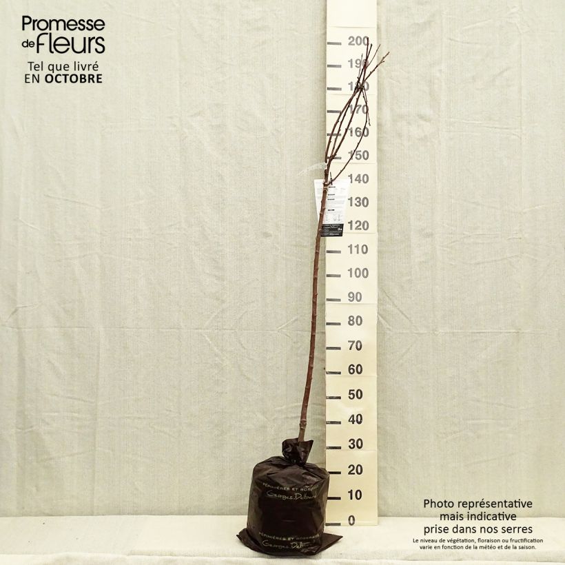 Prunus cerasus Cerise Allégria Delbard - Tart Cherry Tree Ready-to-plant root ball, Half standard sample as delivered in autumn